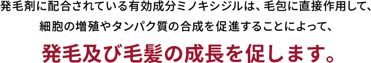 発毛剤に配合されている有効成分ミノキシジルは、毛包に直接作用して、細胞の増殖やタンパク質の合成を促進することによって、発毛及び毛髪の成長を促します。