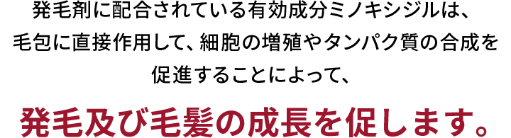 発毛剤に配合されている有効成分ミノキシジルは、毛包に直接作用して、細胞の増殖やタンパク質の合成を促進することによって、発毛及び毛髪の成長を促します。