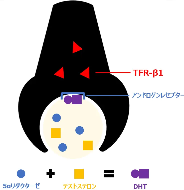 AGAが起こるメカニズム