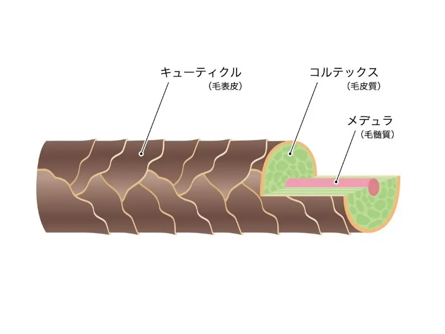 髪の毛は3層構造