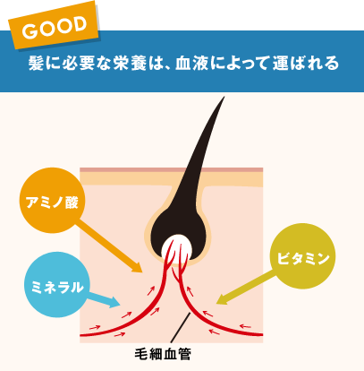 GOOD　髪に必要な栄養は、血液によって運ばれる